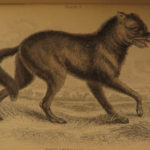 1844 DOGS Naturalists Jardine Mammalia Canine Wolf Wolves Fox Color Illustrated