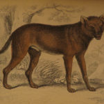 1844 DOGS Naturalists Jardine Mammalia Canine Wolf Wolves Fox Color Illustrated