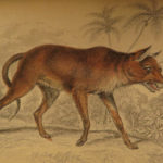 1844 DOGS Naturalists Jardine Mammalia Canine Wolf Wolves Fox Color Illustrated