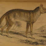 1844 DOGS Naturalists Jardine Mammalia Canine Wolf Wolves Fox Color Illustrated