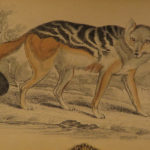 1844 DOGS Naturalists Jardine Mammalia Canine Wolf Wolves Fox Color Illustrated