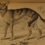 1844 DOGS Naturalists Jardine Mammalia Canine Wolf Wolves Fox Color Illustrated