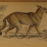 1844 DOGS Naturalists Jardine Mammalia Canine Wolf Wolves Fox Color Illustrated