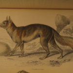 1844 DOGS Naturalists Jardine Mammalia Canine Wolf Wolves Fox Color Illustrated