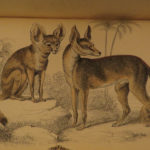 1844 DOGS Naturalists Jardine Mammalia Canine Wolf Wolves Fox Color Illustrated