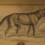 1844 DOGS Naturalists Jardine Mammalia Canine Wolf Wolves Fox Color Illustrated