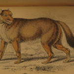 1844 DOGS Naturalists Jardine Mammalia Canine Wolf Wolves Fox Color Illustrated