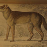 1844 DOGS Naturalists Jardine Mammalia Canine Wolf Wolves Fox Color Illustrated