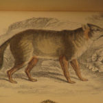 1844 DOGS Naturalists Jardine Mammalia Canine Wolf Wolves Fox Color Illustrated