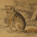 1844 DOGS Naturalists Jardine Mammalia Canine Wolf Wolves Fox Color Illustrated