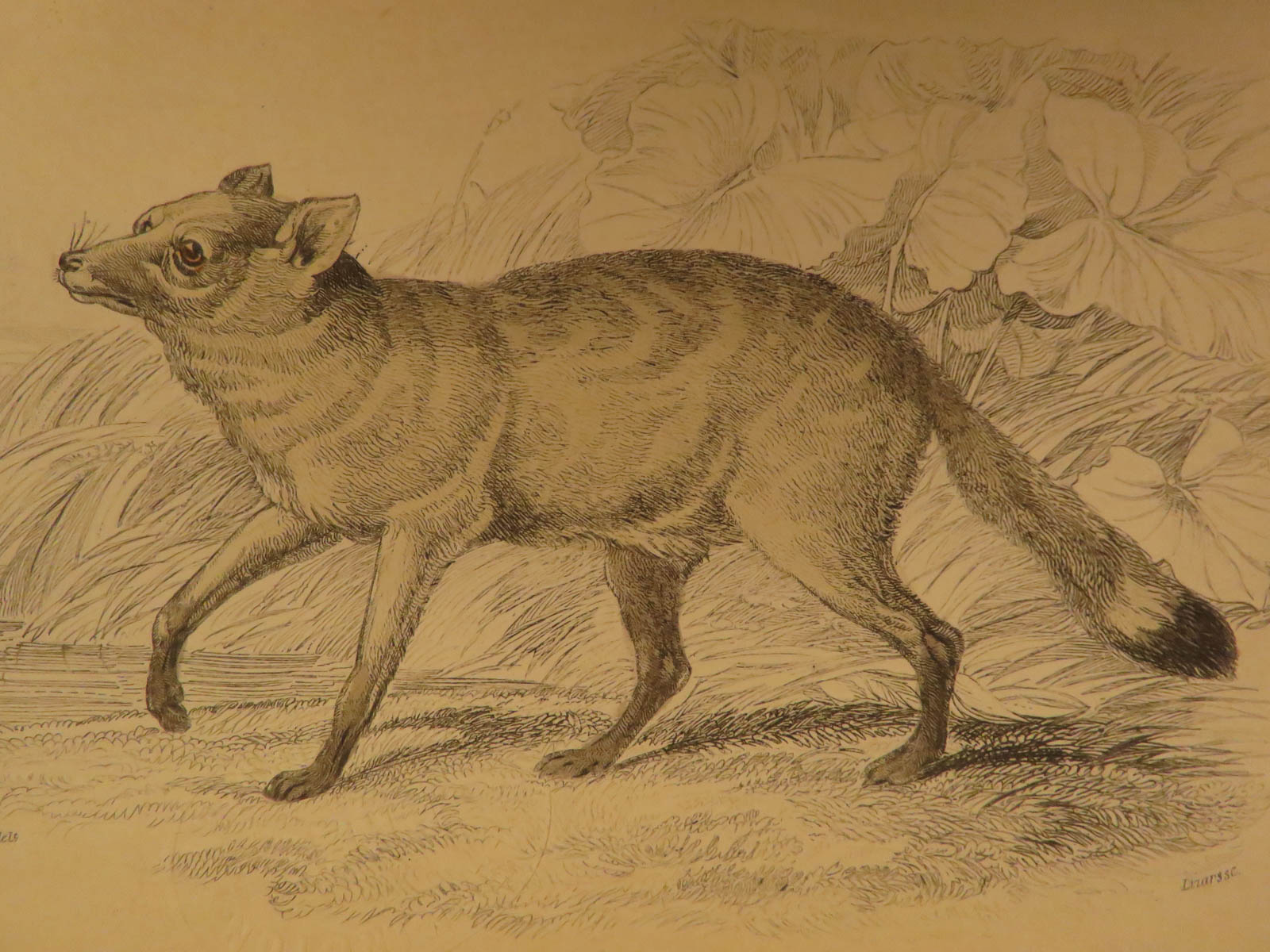 Jaws of the Wolf by Charlotte Jardine Jaws of the Wolf by Charlotte Jardine