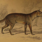 1844 DOGS Naturalists Jardine Mammalia Canine Wolf Wolves Fox Color Illustrated