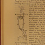 1885 Charles Darwin Movement of Plants Botany Gardens Seeds Evolution Science
