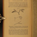1885 Charles Darwin Movement of Plants Botany Gardens Seeds Evolution Science