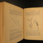 1885 Charles Darwin Movement of Plants Botany Gardens Seeds Evolution Science