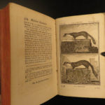 1769 Buffon Illustrated DOGS Cats Deer Angora Sheep Goats Animals Natural History