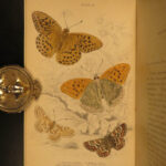 1835 1ed BUTTERFLY Natural History British Butterflies Duncan Color Illustrated