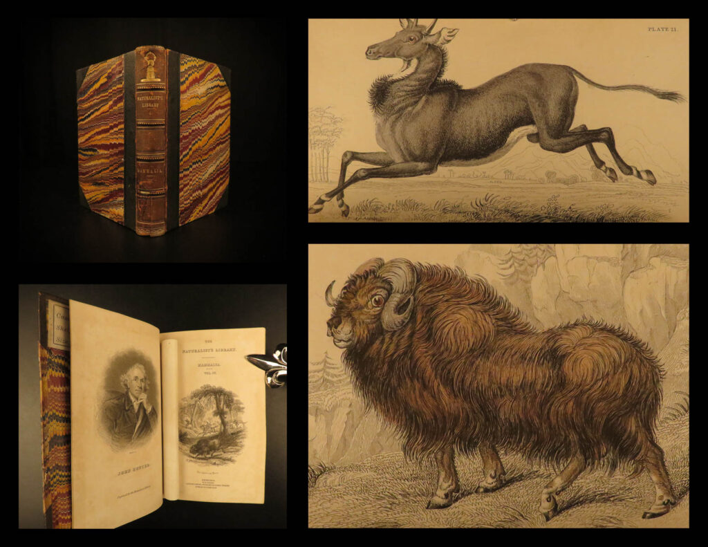 1836 buffalo bison cows goat sheep buffalo antelope illustrated jardine mammalia | sir william jardine was a 19<sup>th</sup>-century scottish naturalist most known for his extensive series of books on natural history, ‘<em>the naturalist’s library’</em>.   this fine 1836 edition of jardine’s ‘<em>naturalist’s library</em>’ is beautifully illustrated with color engravings of the world’s mammals! The plates from jardine’s ‘<em>mammals’</em> are exceedingly desirable and are found framed and displayed by themselves. This volume showcases impressive illustrations of numerous large mammals including antelope, goats, sheep, oxen, buffalo and bison, and numerous other domestic and wild bovine.   worth noting – this volume includes a false title page in addition to the true title page. The false leaf indicates the ‘dogs’ volume and a later year. <u>this volume is 1836 ‘<em>ruminantia’</em></u>.  