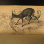 1836 Buffalo Bison Cows Goat Sheep Buffalo Antelope Illustrated Jardine Mammalia