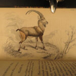 1836 Buffalo Bison Cows Goat Sheep Buffalo Antelope Illustrated Jardine Mammalia