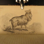 1836 Buffalo Bison Cows Goat Sheep Buffalo Antelope Illustrated Jardine Mammalia