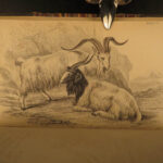 1836 Buffalo Bison Cows Goat Sheep Buffalo Antelope Illustrated Jardine Mammalia