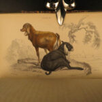 1836 Buffalo Bison Cows Goat Sheep Buffalo Antelope Illustrated Jardine Mammalia