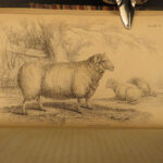 1836 Buffalo Bison Cows Goat Sheep Buffalo Antelope Illustrated Jardine Mammalia