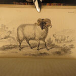 1836 Buffalo Bison Cows Goat Sheep Buffalo Antelope Illustrated Jardine Mammalia