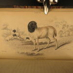 1836 Buffalo Bison Cows Goat Sheep Buffalo Antelope Illustrated Jardine Mammalia