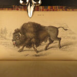1836 Buffalo Bison Cows Goat Sheep Buffalo Antelope Illustrated Jardine Mammalia