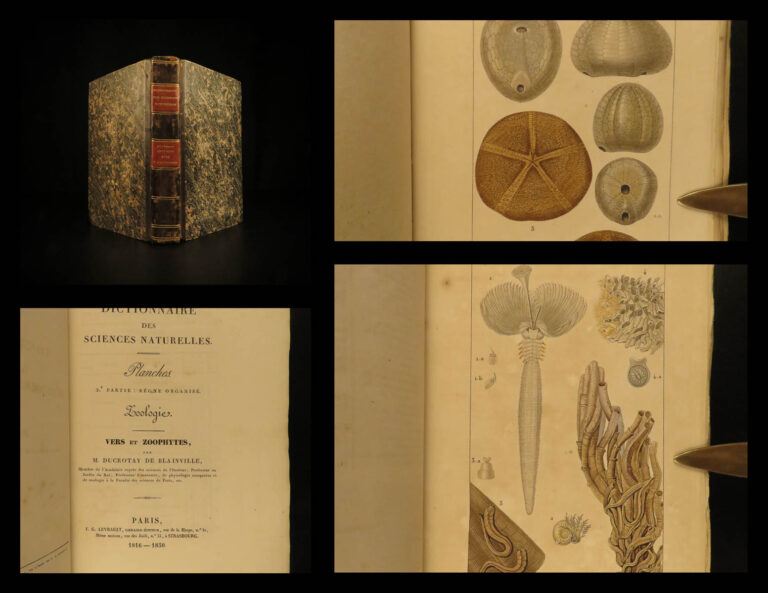 Image of 1816 Zoology Illustrated Marine Biology Sea Coral Anemone Sponges Zoophytes