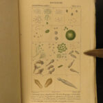 1816 Zoology Illustrated Marine Biology Sea Coral Anemone Sponges Zoophytes