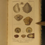 1816 SHELLS Zoology Illustrated Mollusks Conch Animal Science Marine Biology