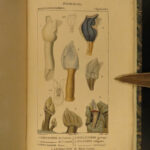 1816 SHELLS Zoology Illustrated Mollusks Conch Animal Science Marine Biology
