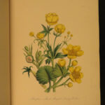 1855 Loudon British Wild FLOWERS Botany Illustrated BOTANICAL Floriculture ART