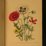 1855 Loudon British Wild FLOWERS Botany Illustrated BOTANICAL Floriculture ART