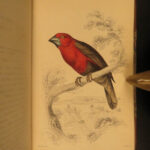 1837 Jardine BIRDS Ornithology AFRICA Grackles Weavers Turaco Color Illustrated