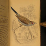 1837 Jardine BIRDS Ornithology AFRICA Grackles Weavers Turaco Color Illustrated