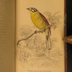 1837 Jardine BIRDS Ornithology AFRICA Grackles Weavers Turaco Color Illustrated