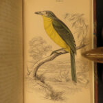 1837 Jardine BIRDS Ornithology AFRICA Grackles Weavers Turaco Color Illustrated