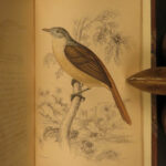 1837 Jardine BIRDS Ornithology AFRICA Grackles Weavers Turaco Color Illustrated