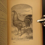 1892 1st ed Profits in POULTRY Chicken Breeding Turkey FARMING Agriculture