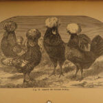 1892 1st ed Profits in POULTRY Chicken Breeding Turkey FARMING Agriculture