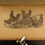 1892 1st ed Profits in POULTRY Chicken Breeding Turkey FARMING Agriculture