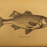 1875 FISHING Hook & Line Salmon Angling Sports Hunting Herbert Forrester Fish