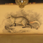 1842 Jardine Mammals Naturalist LION Skunks Raccoon Bats Illustrated Capybara