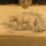 1842 Jardine Mammals Naturalist LION Skunks Raccoon Bats Illustrated Capybara
