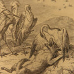 1857 Reynard the Fox by Goethe Reineke Fuchs Fable German Fairy Tale Illustrated