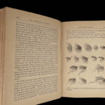 1878 FISHING Complete Angler Hunting Angling Fish Trout Cotton Walton Rivers